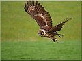 SE6083 : Wood Owl at NCBP, Duncombe Park by David Dixon