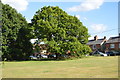 Oak, Downley Common