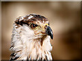 SE6083 : African Fish Eagle by David Dixon