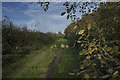 A grassy track to the caravan site