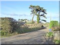 Driveway to Bowsden Moor Farm