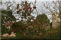 Red apples on a tree by the Beck in Scopwick