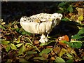 SP6737 : Fungus in Stowe Park by Philip Halling