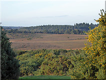 SU2601 : View from Hincheslea Moor car park, New Forest by Robin Webster
