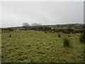 Cattle grazing near Dougliehill reservoir