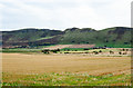 Stubble field at Hawthorn Vale