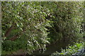 River Ock, seen over the back fence of Abingdon Premier Inn