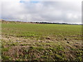 Farmland, Honeywood Parkway