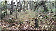 NY9760 : Path in Dipton Wood by Clive Nicholson