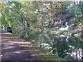 Giant swan on the canal bank, Sowerby Bridge