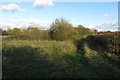 Trees round a field pond