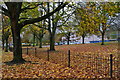 Autumn leaves beside Kennet Road