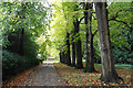 Line of trees near Gawcombe