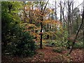 Autumn colour in Pollok Country Park