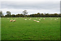 Sheep on Wyck Beacon