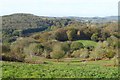 Woodland at Eastnor