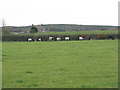 Cattle at Annfield