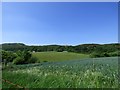 The last field in Conwy