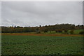 Fields and woods east of Sternfield