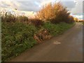 Overgrown hedge