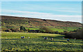 Sheep grazing near to Hall Garth