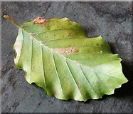 TG3005 : Fungus and leaf mine on beech (Fagus sp) by Evelyn Simak