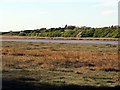 SD3642 : Salt marsh by the River Wyre by Steve Daniels