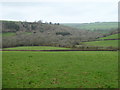 Mixed woodland in the valley near Prince Park