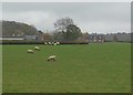 Field of sheep at Goomshill Farm