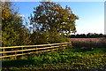 Field boundary at bend in Ridge Lane