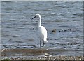 SW7825 : Little Egret. A regular visitor to the beach at Flushing Cove by Derek Voller