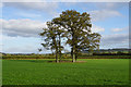 A stand of trees in a field