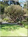 Chilean tree in the walled garden, Logan Botanic Garden