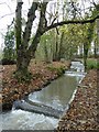 Stream in Tehidy Country Park