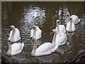 SW6443 : Mute swans by Philip Halling