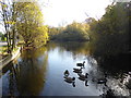 Rush Pond, Chislehurst Common