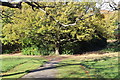 Oak tree, edge of meadow below Severndroog Castle