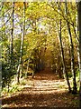 Autumn colours at Letah Wood