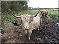 Highland cattle on Westhay Moor