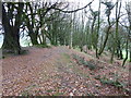 Bridleway and woodland, Crabb