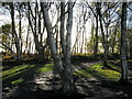 Silver birches on Bickerton Hill