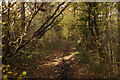 Footpath in Limekiln Wood, Oxshott