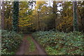 Track on Oxshott Heath