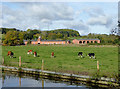 SJ9823 : Canalside pasture west of Great Haywood in Staffordshire by Roger  D Kidd