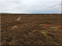 SE0129 : Heather moor, Dimmin Dale by John H Darch