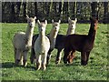 Meeting alpacas at Turpin