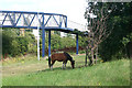 Grazing horse in St Andrew