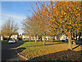 Greystoke Road: autumn trees