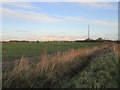 Communications mast and field of oilseed arpe