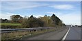 Scrubby bushes on the embankment by the M5